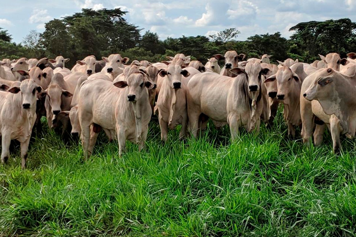 CJSA promove Leilão com oferta de 240 touros
